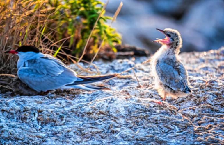 The study focused on black guillemots, common terns and roseate terns living near the Isles of Shoals. The study focused on black guillemots, common terns and roseate terns living near the Isles of Shoals.