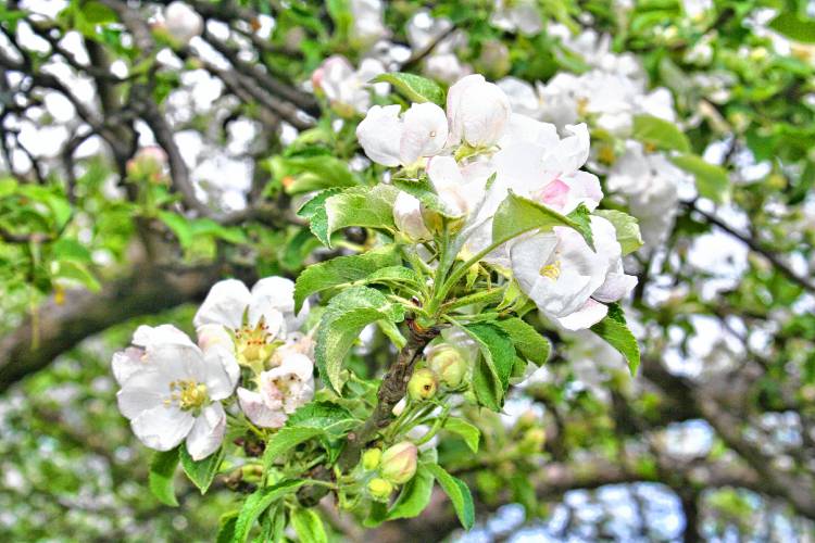 This year, many New Hampshire fruit trees lost their spring blossoms to a late spring frost, meaning fewer apples to pick this fall. Weird weather affects everyone but is a game-changer for farmers who grow our food.