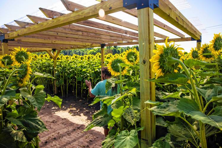 Greg Pollock of Sunfox Farm shows the new pergola that he and his wife built for the farm-to-plate dinners at this yearâs Sunflower Bloom Festival in Concord starting on Saturday and running through August 18th.