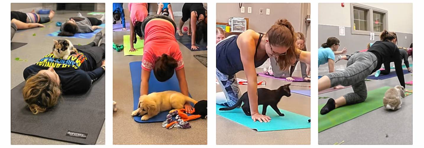 Pope Memorial SPCA hosts yoga with shelter pets multiple times a month.