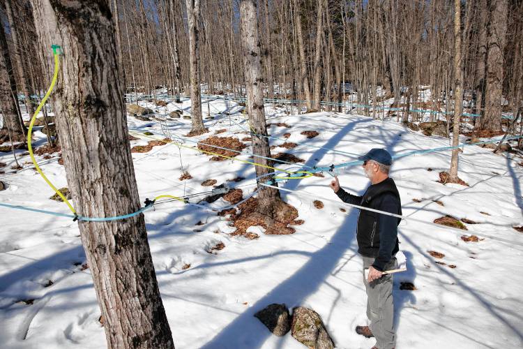 Mike Moore of Sunnyside Maples in Loudon checks a sap line out in the woods behind the store on Route 106 on Monday, March 10, 2025. Moore was checking to see if the sap was running through lines effectively as the temperature got into the low 50s. Sunnyside has a three-horsepower vacuum pump that drains into a large tub outside of the sap house. New Hampshire Maple Weekend is this coming weekend, and Sunnyside is open both Saturday and Sunday from 8 a.m. to 4 p.m. It offers tours and sap-to-s syrup demonstrations. For more information on the maple weekend around the state, check out https://nhmapleproducers.com/maple-weekend-2/