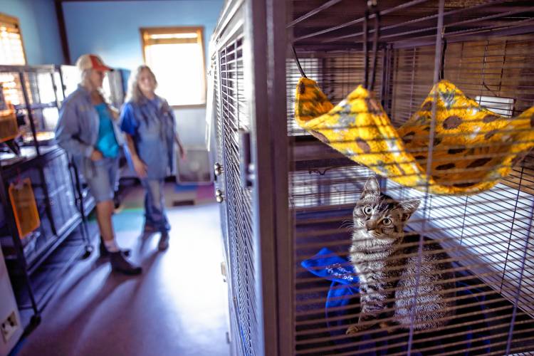 Joe cannot be adopted from Live and Let Live Farm in Chichester at the present time as the rescue facility fights to re-open. Joe is in the cat quarantine area which was sited for having inadequate lighting in the facility.
