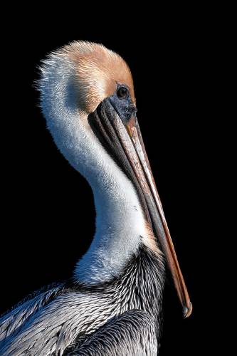 One of the examples from Doherty’s “Photosynthesis: Portraits of the Wild,” exhibit.