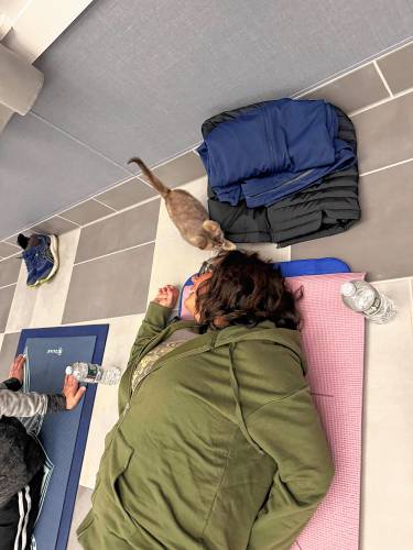 Pope Memorial SPCA hosts yoga with shelter animals multiple times a month.