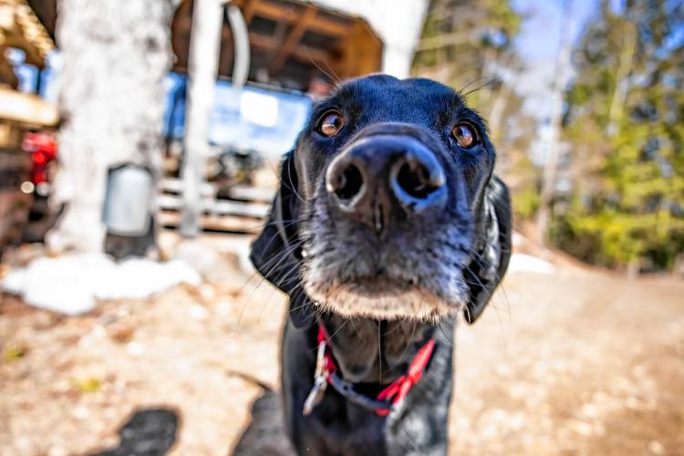 Max the Maple dog greets his owner Mike Moore of Sunnyside Maples in Loudon after checking the sap lines out in the woods behind the store on Route 106 on Monday, March 10, 2025. Moore was checking to see if the sap was running through lines effectively as the temperature got into the low 50s. Sunnyside has a three-horsepower vacuum pump that drains into a large tub outside of the sap house. New Hampshire Maple Weekend is this coming weekend, and Sunnyside is open both Saturday and Sunday from 8 a.m. to 4 p.m. It offers tours and sap-to-s syrup demonstrations. For more information on the weekend around the state, check out https://nhmapleproducers.com/maple-weekend-2/