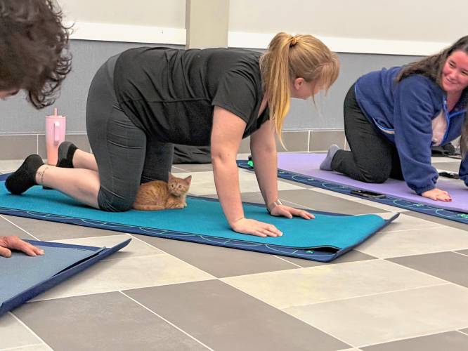 Pope Memorial SPCA hosts yoga with shelter animals multiple times a month.