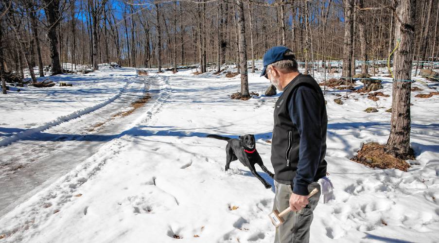 Max the Maple dog runs up to Mike Moore of Sunnyside Maples in Loudon after checking the sap lines out in the woods behind the store on Route 106 on Monday, March 10, 2025. Moore was checking to see if the sap was running through lines effectively as the temperature got into the low 50s. Sunnyside has a three-horsepower vacuum pump that drains into a large tub outside of the sap house. New Hampshire Maple Weekend is this coming weekend, and Sunnyside is open both Saturday and Sunday from 8 a.m. to 4 p.m. It offers tours and sap-to-s syrup demonstrations. For more information on the maple weekend around the state, check out https://nhmapleproducers.com/maple-weekend-2/