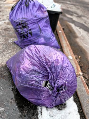Purple bags on the side of Centre Street in Concord wait to be picked up.