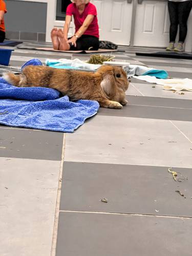 Pope Memorial SPCA hosts yoga with shelter animals multiple times a month.