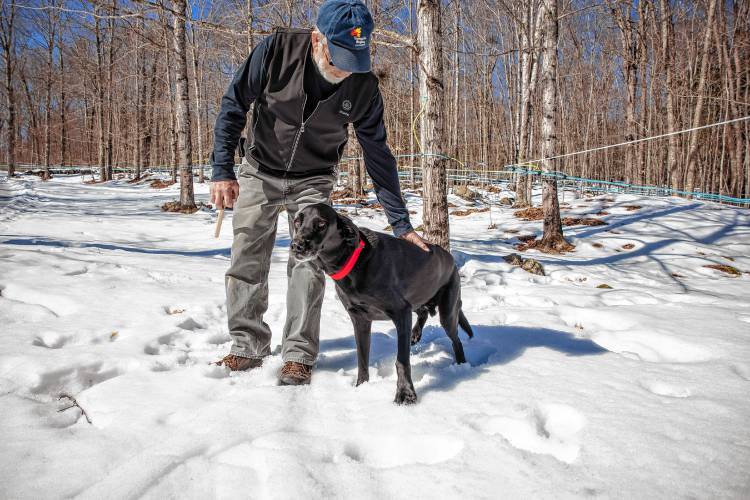 Max the Maple dog greets his owner Mike Moore of Sunnyside Maples in Loudon after checking the sap lines out in the woods behind the store on Route 106 on Monday, March 10, 2025. Moore was checking to see if the sap was running through lines effectively as the temperature got into the low 50s. Sunnyside has a three-horsepower vacuum pump that drains into a large tub outside of the sap house. New Hampshire Maple Weekend is this coming weekend, and Sunnyside is open both Saturday and Sunday from 8 a.m. to 4 p.m. It offers tours and sap-to-s syrup demonstrations. For more information on the maple weekend around the state, check out https://nhmapleproducers.com/maple-weekend-2/