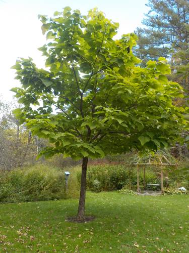 I pruned off lower branches of this catalpa tree to make space for chairs beneath it.