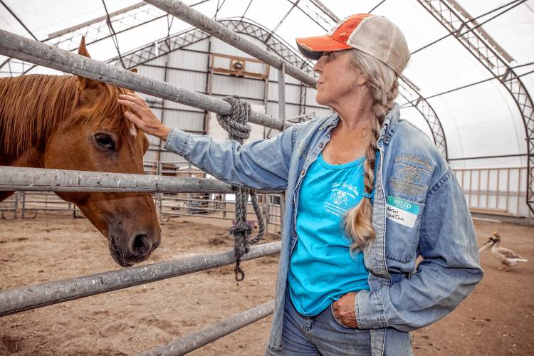 Pembroke Board of Selectmen Chair Karen Yeaton and Live and Let Live Rescue Farm volunteer pets a horse in the quaratine stable at the farm on Thursday.