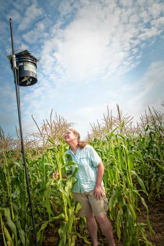 Dr. Rebecca Nelson Brown of the University of Rhode Island looks at a laser scarecrow in cornfield, operating as part of a test of the technology. It is now available for New Hampshire farmers.