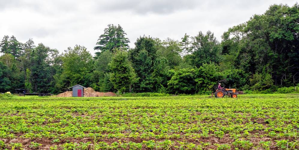 Ben Davis of Apple Hill Farm in East Concord drives a cultivator tractor through a strawberry field.