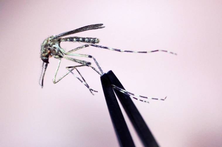 FILE — A Cattail mosquito is held up for inspection Wednesday, Sept. 8, 2010, at the Maine Medical Center Research Institute, in South Portland, Maine. (AP Photo/Pat Wellenbach, File) FILE — A Cattail mosquito is held up for inspection Wednesday, Sept. 8, 2010, at the Maine Medical Center Research Institute, in South Portland, Maine. (AP Photo/Pat Wellenbach, File)