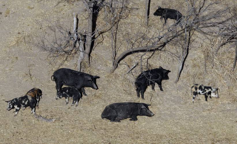 FILE - In this Feb. 18, 2009 file photo, feral pigs roam near a Mertzon, Texas ranch. Minnesota, North Dakota and Montana and other northern states are making preparations to stop a threatened invasion from Canada. Wild pigs already cause around 2.5 billion in damage to U.S. crops every year, mostly in southern states like Texas. But the exploding population of feral swine on the prairies of western Canada is threatening spill south. (AP Photo/Eric Gay, File)