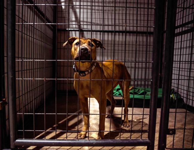Smiley cannot be adopted from Live and Let Live Farm in Chichester at the present time as the rescue facility fights to re-open.
