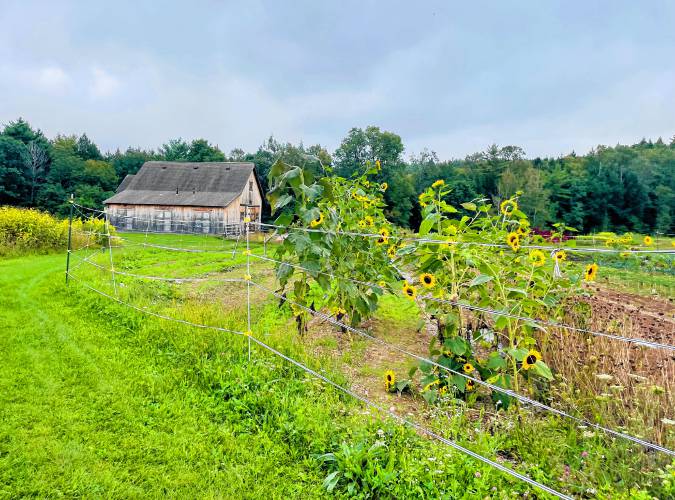 Gardens at Nubanusit Farm. 