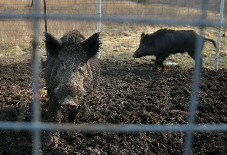 FILE - Two feral hogs are caught in a trap on a farm in rural Washington County, Mo., Jan. 27, 2019. Minnesota, North Dakota and Montana and other northern states are making preparations to stop a threatened invasion from Canada. Wild pigs already cause around 2.5 billion in damage to U.S. crops every year, mostly in southern states like Texas. But the exploding population of feral swine on the prairies of western Canada is threatening spill south. (David Carson/St. Louis...