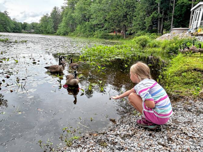 Saorise Smith feeds the geese in her backyard with cracked corn