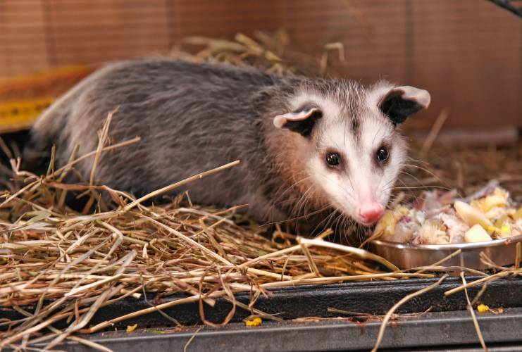 An opossum has some dinner at a wildlife rehabilitation center. An opossum has some dinner at a wildlife rehabilitation center.