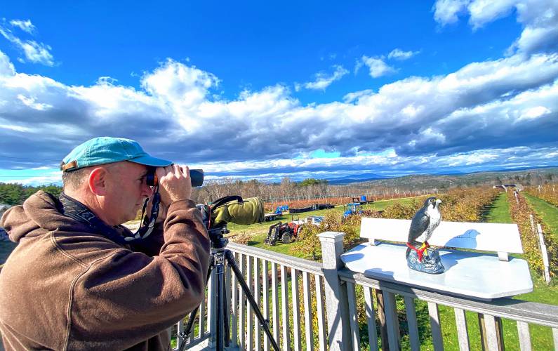 Gulf War veteran Robert Vallieres looks out for raptors on the viewing deck at Carter Hill Orchards in Concord on Thursday.