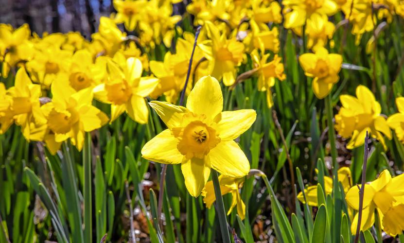 Daffodils planted at Page’s Corner in Dunabrton.