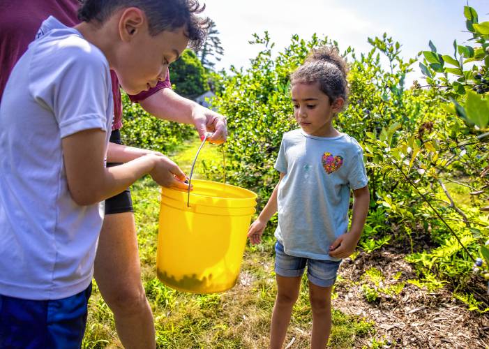 Eli Beltran, 8, pours fresh blueberries into a container as his sister, Avaliah, 5, watches at Fresh Start Farms in Boscawen on Monday, August 5, 2024.