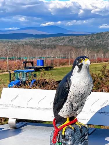 Gulf War veteran Robert Vallieres put out a Peregrine Falcon decoy on the viewing deck at Carter Hill Orchards on Thursday, November 7, 2024. Vallieres helps other veterans discover the joy of bird watching.