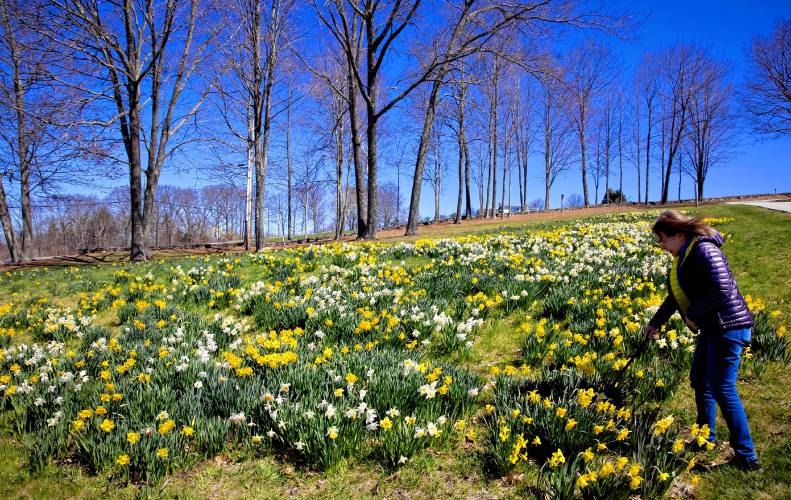 Donna Dunn leans down in the daffodil field in front of  her Dunbarton home on Monday, April 22. Dunn cleared out her land and has planted the daffodils for the last 20 years.