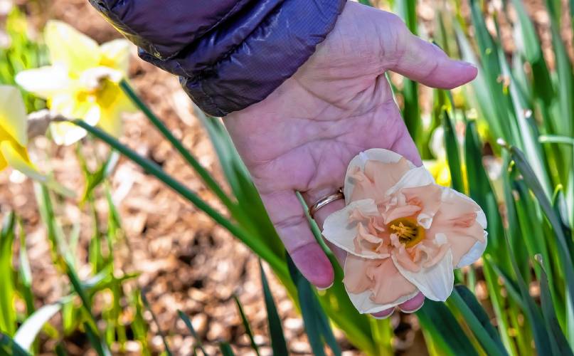 Donna Dunn holds one of the specialty Daffodils in front of  her Dunbarton home on Monday.