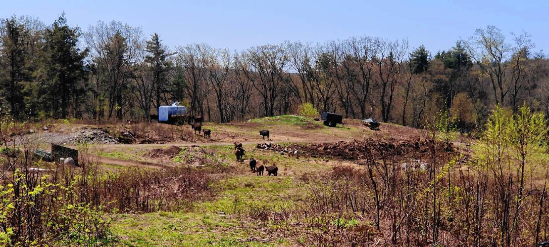 The cows are fed via a solar-powered automatic food dispenser. At noon, the cows know to make their way to the dispenser for lunch.