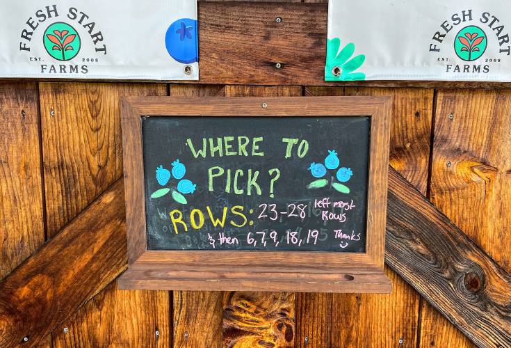 There are plenty of rows of blueberries still to be picked at Fresh Start Farms in Boscawen.