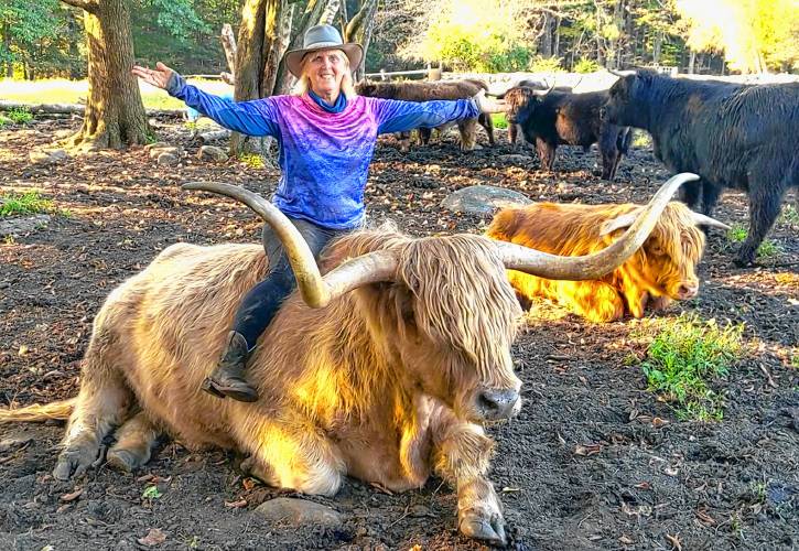 Cow psychologist Carole reads her cattle so well she knows when she can sit on one. Here, she is astride Red, a 12-year-old Scottish Highland steer at Miles Smith Farm. Cow psychologist Carole reads her cattle so well she knows when she can sit on one. Here, she is astride Red, a 12-year-old Scottish Highland steer at Miles Smith Farm.