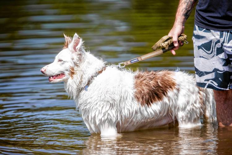 Dexter keeps cool in the Merrimack River with his owner, Nathan Lamere on Tuesday, June 18, 2024 as the temperatures begin to rise in the area.