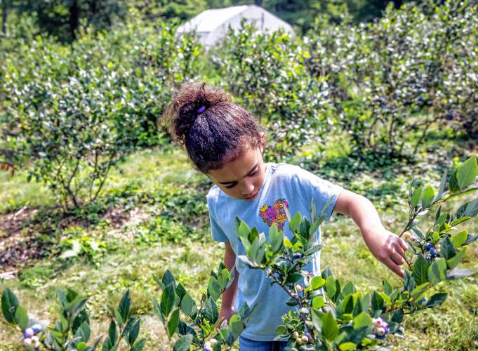 Avaliah Beltran, 5, picks blueberries at Fresh Start Farms in Boscawen on Monday, August 5, 2024.