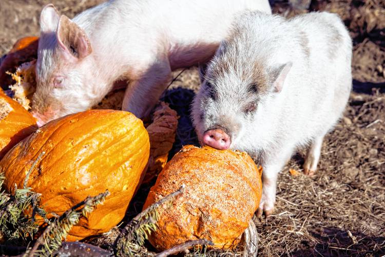 Pigs chew on pumpkins dropped off at Lewis Farm on Silk Farm Road in Concord. Starting Feb. 1, the farm owned by James Meinecke and Rebecca McWilliams can accept food waste after New Hampshire’s new statewide food waste ban goes into effect. 