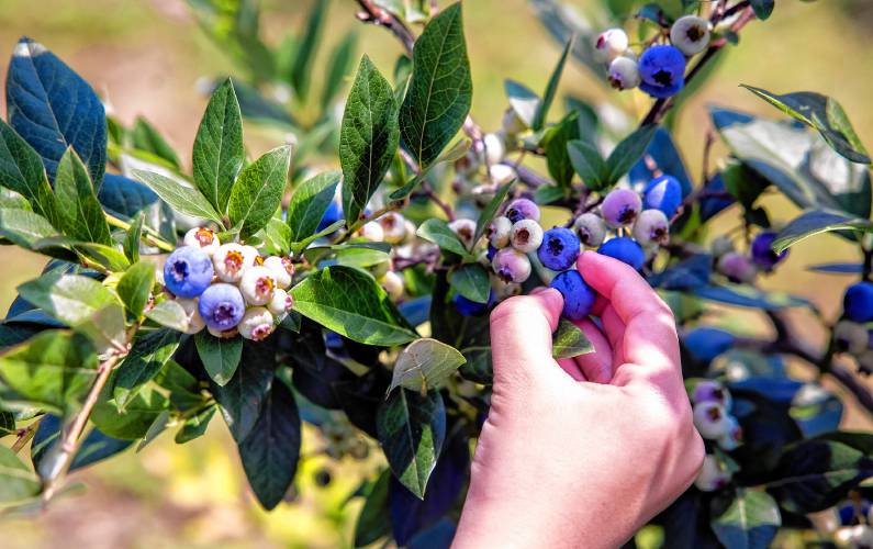 Eli Beltran, 8, picks fresh blueberries at Fresh Start Farms in Boscawen on Monday, August 5, 2024.