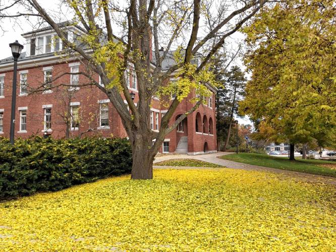A ginkgo tree in front of James Hall, which houses the Department of Natural Resources at the University of New Hampshire, is losing its leaves later each year.