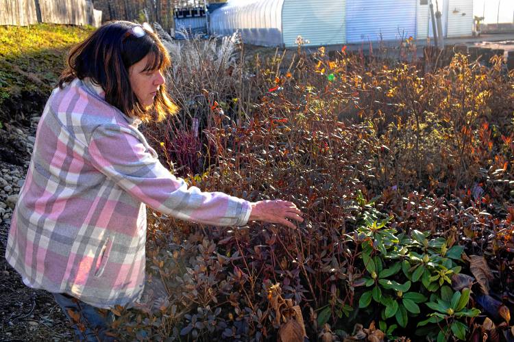 Lisa Mills of Nicole’s Greenhouse and Florist in Pembroke shows some of the plants that need extra protection during the winter months.