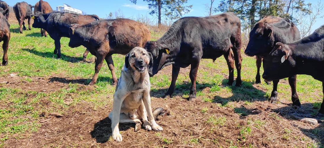 One of Hilltop Farm’s cattle dogs, an Anatolian shepherd named Bronn.