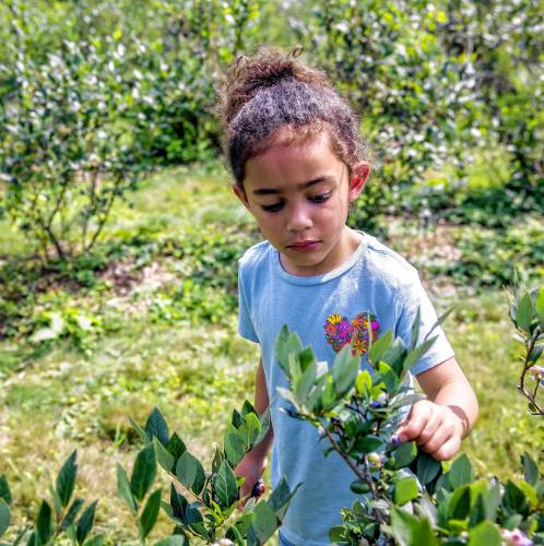 Avaliah Beltran, 5, picks blueberries at Fresh Start Farms in Boscawen on Monday, August 5, 2024.