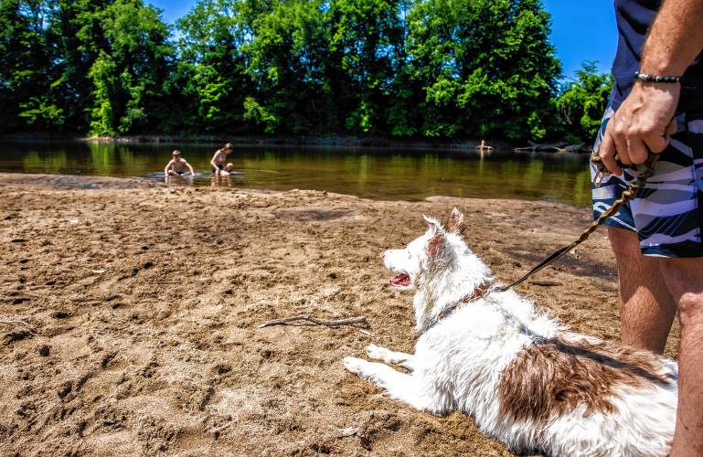 Nathan Lamere and his dog Dexter keep an eye on his son, Jonathan, and daughter Nateleigh, as they wade in the Merrimack River at Riverland Beach in Canterbury on Tuesday.