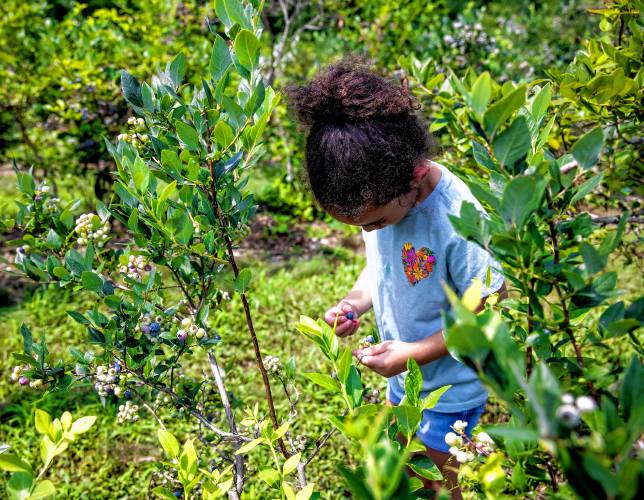Avaliah Beltran, 5, picks blueberries at Fresh Start Farms in Boscawen on Monday, August 5, 2024.