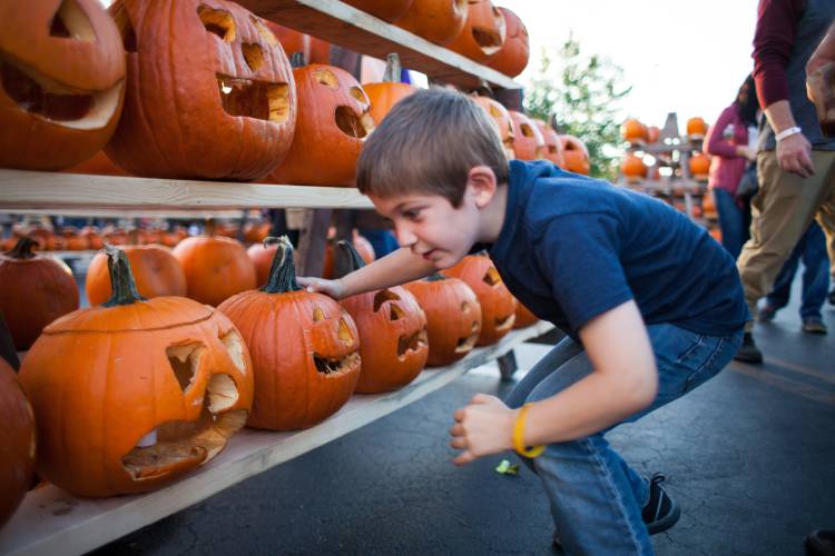 Colton Emerson, 6, of Tilton looks for the pumpkin he helped carve at school during the New Hampshire Pumpkin Festival in Laconia on Saturday, Oct. 14, 2017. (ELIZABETH FRANTZ / Monitor staff)