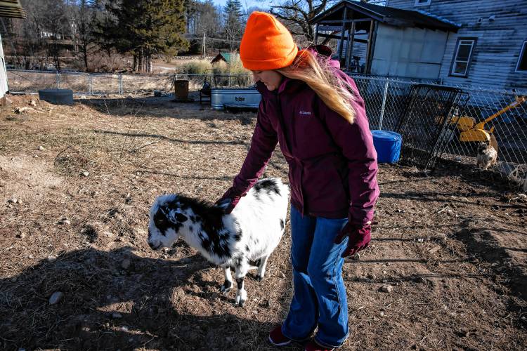 Rebecca McWilliams pets one of family goats that they feed with food waste scraps at Lewis Fam in Concord. Starting Feb. 1, James Meinecke and Rebecca McWilliams’ farm can accept food waste after New Hampshire’s new statewide food waste ban goes into effect. Lewis Farm is gearing up to handle an influx of commercial food scraps.