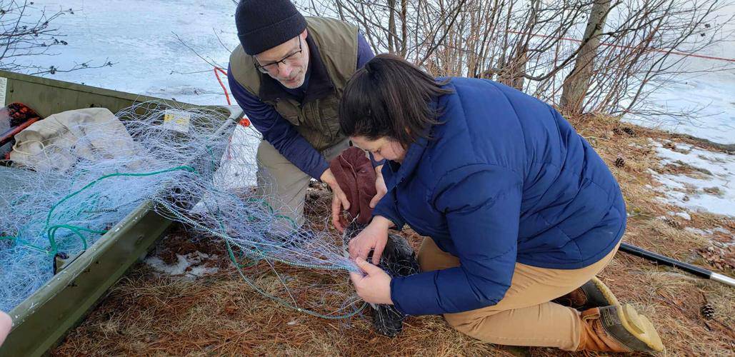 Loon Preservation Committee biologist John Cooley, left, and Caroline Hughes free a loon from a net after rescuing it from Lake Opechee on Feb. 22.