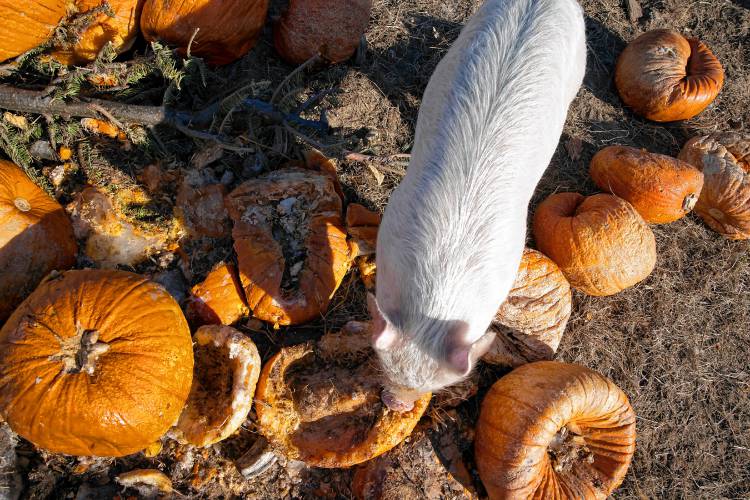 A pig chews on the pumpkins dropped off at Lewis Farm on Silk Farm Road in Concord. But, starting Feb. 1, James Meinecke and Rebecca McWilliams’ farm can accept food waste after New Hampshire’s new statewide food waste ban goes into effect. Lewis Farm is gearing up to handle an influx of commercial food scraps.