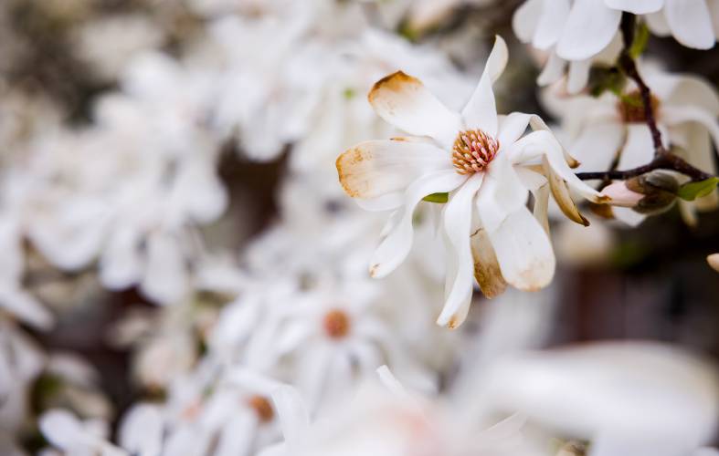A white magnolia blossom begins to fade on a tree off of South Main Street in Concord.