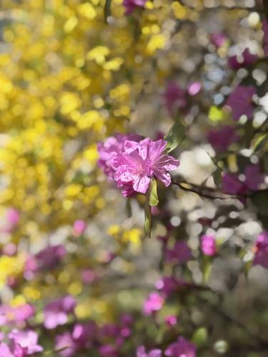 A Lapland rosebay from a Rhododendron in front of a Forsytia bush on South Street in downtown Concord.